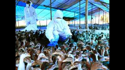 Telangana: Deaths of over 100 chickens raise scare, officials say no symptoms of bird flu