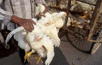 Six states confirm bird flu cases; Haryana to cull 1.6 lakh birds