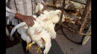 Karnataka: Administration warns people to be alert to avian flu in Udupi
