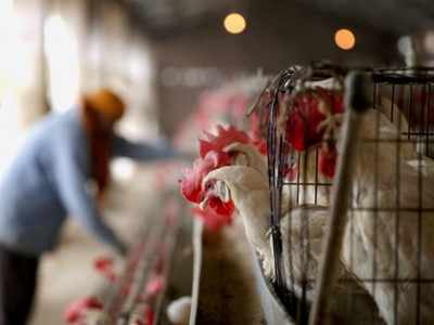 Bird flu outbreak dents chicken sales in India, hits farmers