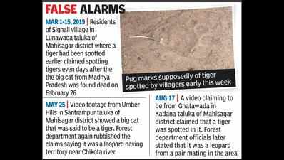 Tiger sighting claims increased after MP tiger came to Mahisagar