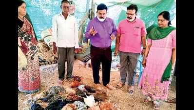 150 chickens die in Warangal village, set off bird flu scare