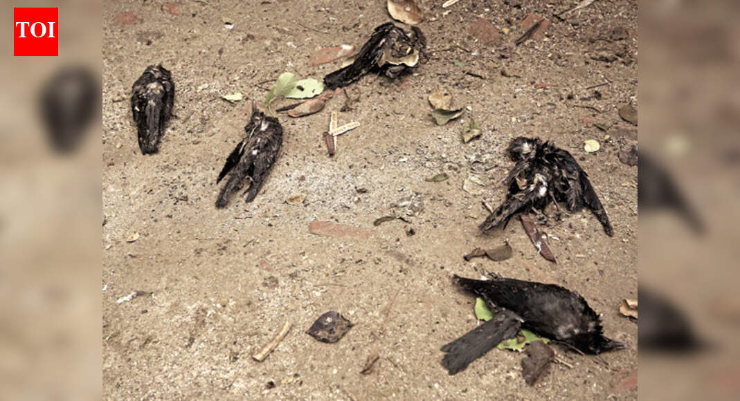 Bird Flu in Delhi: Deaths at 3 spots, samples sent for testing | Delhi ...