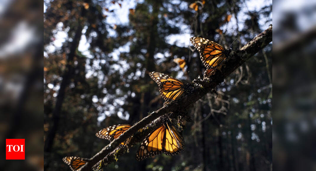 Chennai, neighbours home to 150 butterfly species | Chennai News ...