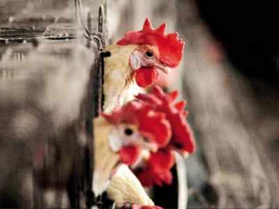 Punjab bans import of poultry till January 15