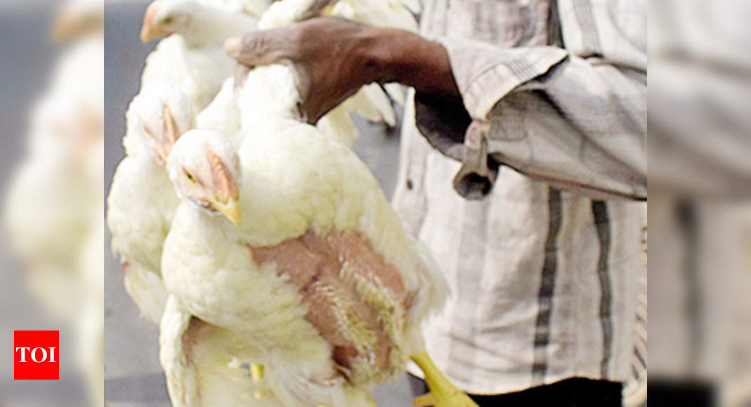 Assam Bans Poultry From Outside Of Northeast | Guwahati News - Times Of ...