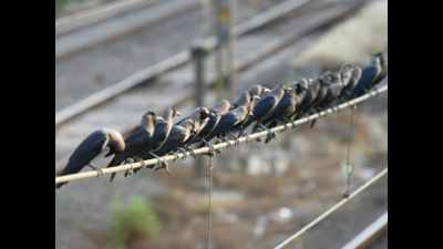 Gujarat: Four crows found dead in Junagadh amid bird flu scare