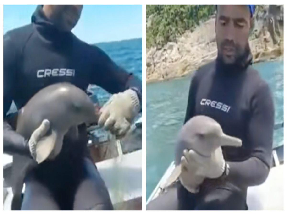 Humanity: Man rescues baby dolphin from fishing nets