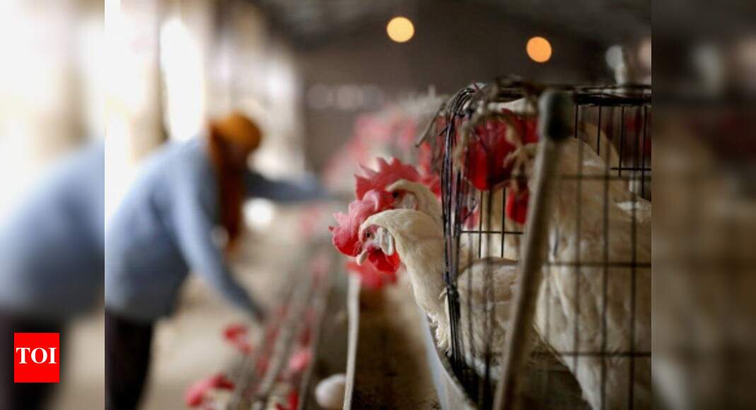 Bird Flu In Delhi: Bird flu among humans is rare, but here’s what you ...