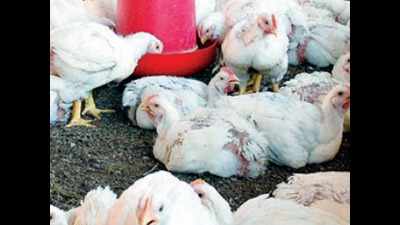 Maharashtra ups vigil as 1,000 poultry birds die in Parbhani, Latur in two days