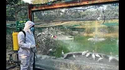 Kanpur zoo closed after bird flu confirmed in two dead fowls