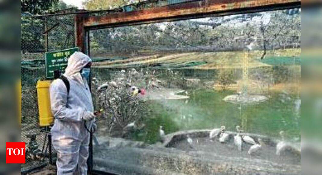 Kanpur zoo closed after bird flu confirmed in two dead fowls | Kanpur ...