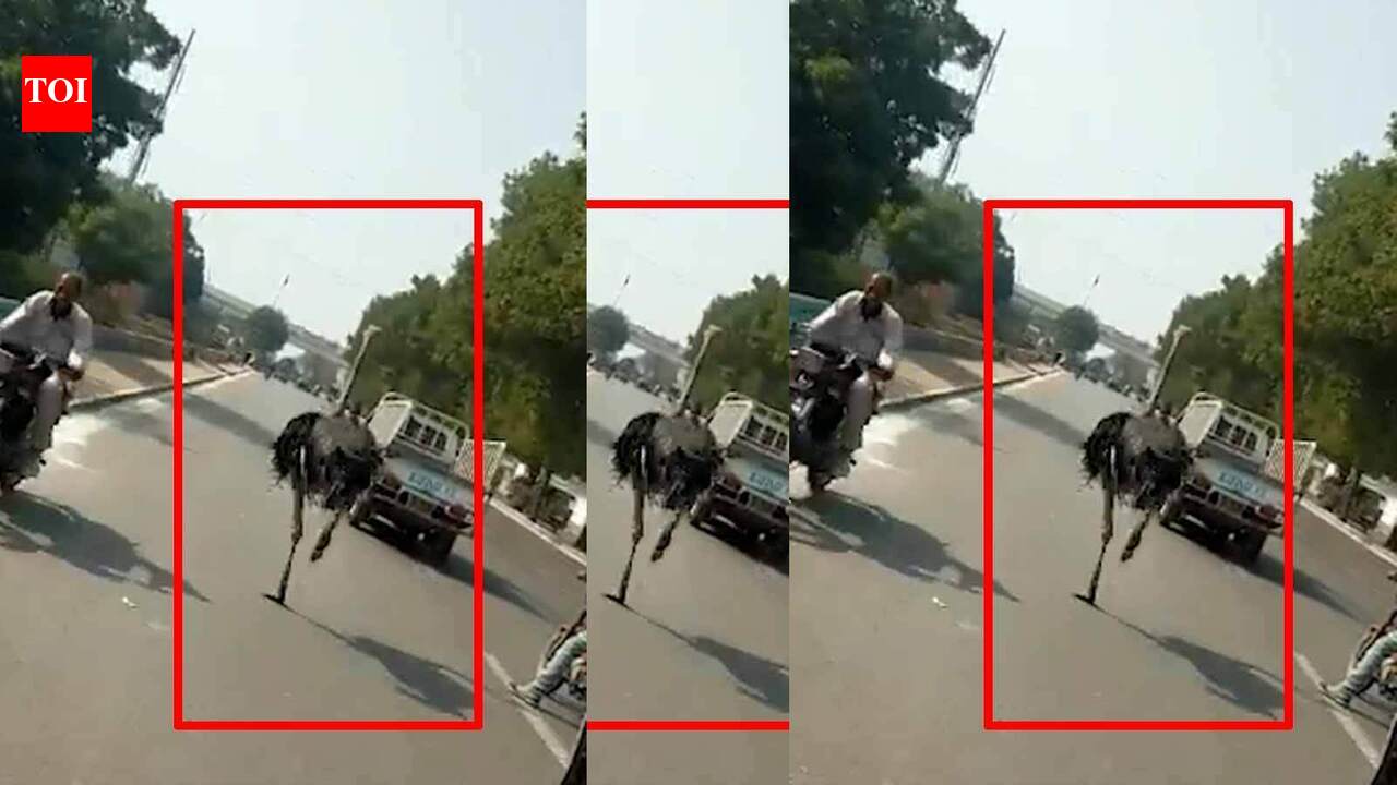 Viral video: Ostrich races on Pak roads after escaping from a zoo