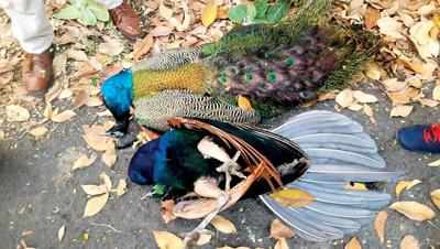 Peafowl deaths reported from West Bengal - Articles