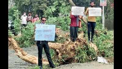 High drama over felling of full-grown trees near Bapu Kuti