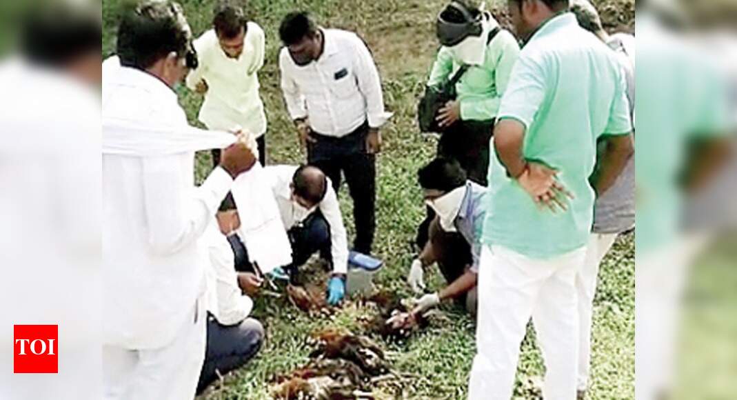 Avian flu confirmed as cause of bird deaths in Parbhani | Aurangabad ...