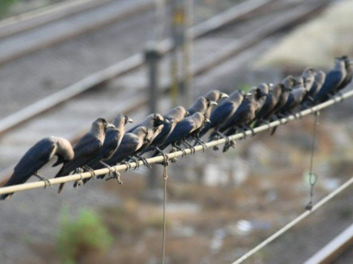 Gujarat Bird Flu Detected In Crow Samples In Surat Vadodara Ahmedabad News Times Of India