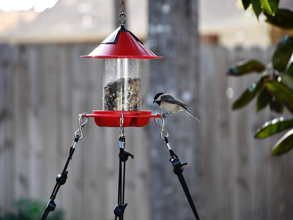 Bird feeders for free birds: Ideal choices for balconies &amp; gardens | Most  Searched Products - Times of India