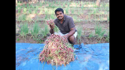 Kerala's young farmer gets success in small onion cultivation