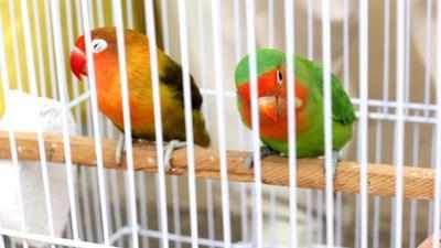 Avian flu: Anxious pet parents in Mumbai keep birds in ‘home quarantine’; shops on alert