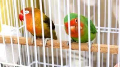 Avian flu Anxious pet parents in Mumbai keep birds in home