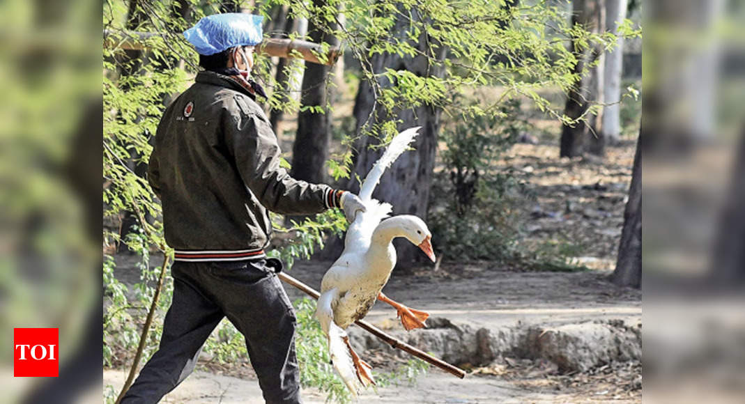 Bird Flu in Delhi: Bird flu confirmed in Delhi as samples ...