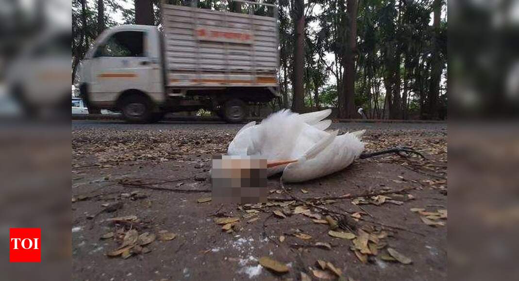 Bird Flu in Mumbai Report dead birds on BMC helpline Mumbai News