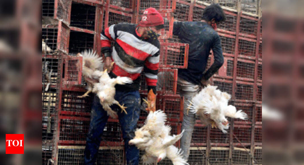 Bird flu in Delhi: Winter alert for bird flu in Delhi ...