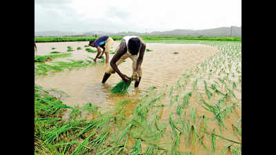 Gujarat to make Dang an organic farming district