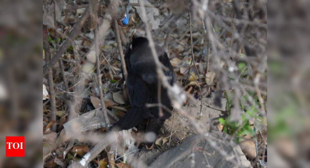 Bird Flu in Kanpur: 51 crows, 9 pigeons found dead in Kanpur amid bird ...