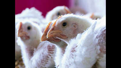 Poultry trade suffers loss in Kanpur