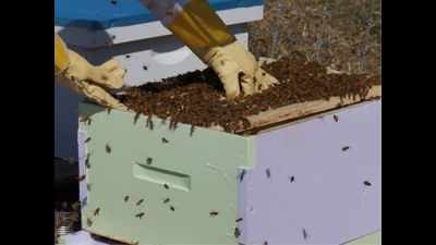 Farmers in Katihar get training in beekeeping