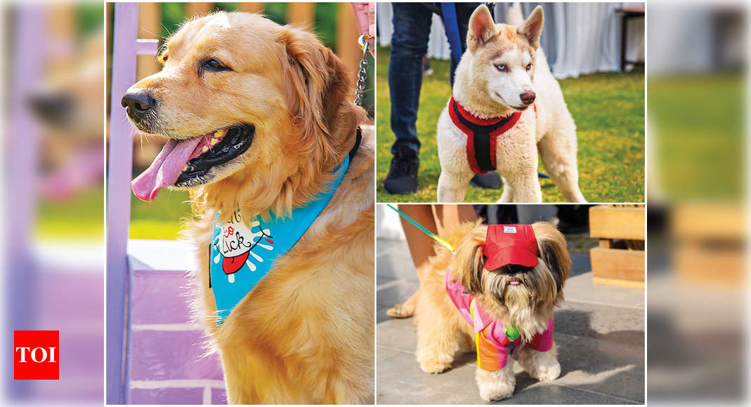 Pooches come together with their hoomans at this pet party