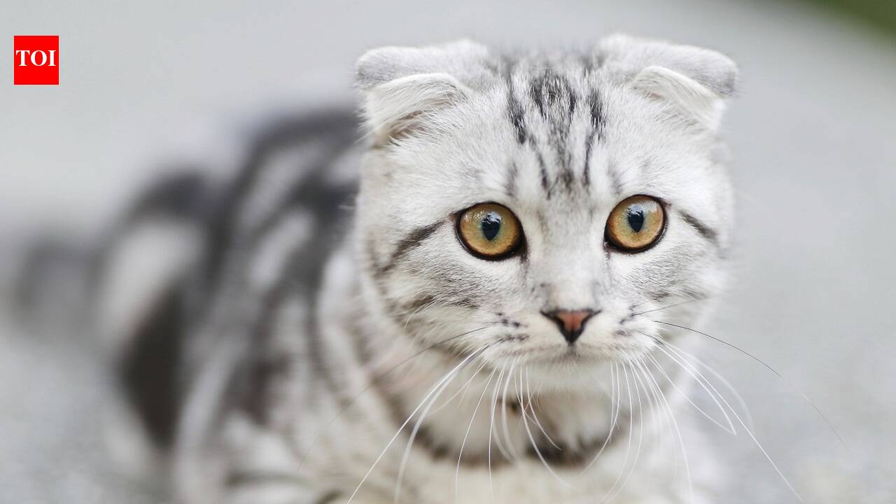 Cat food with tuna extracts that your pet would love to have - The ...