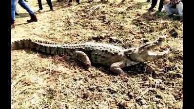 10-ft-long injured crocodile rescued from Virod village