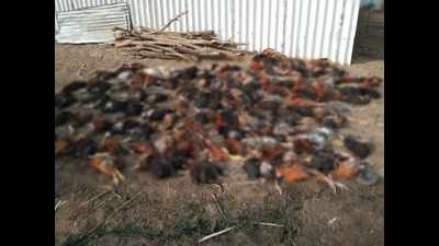 Maharashtra bird flu: 4,000 birds culled in Latur, ops on in Parbhani