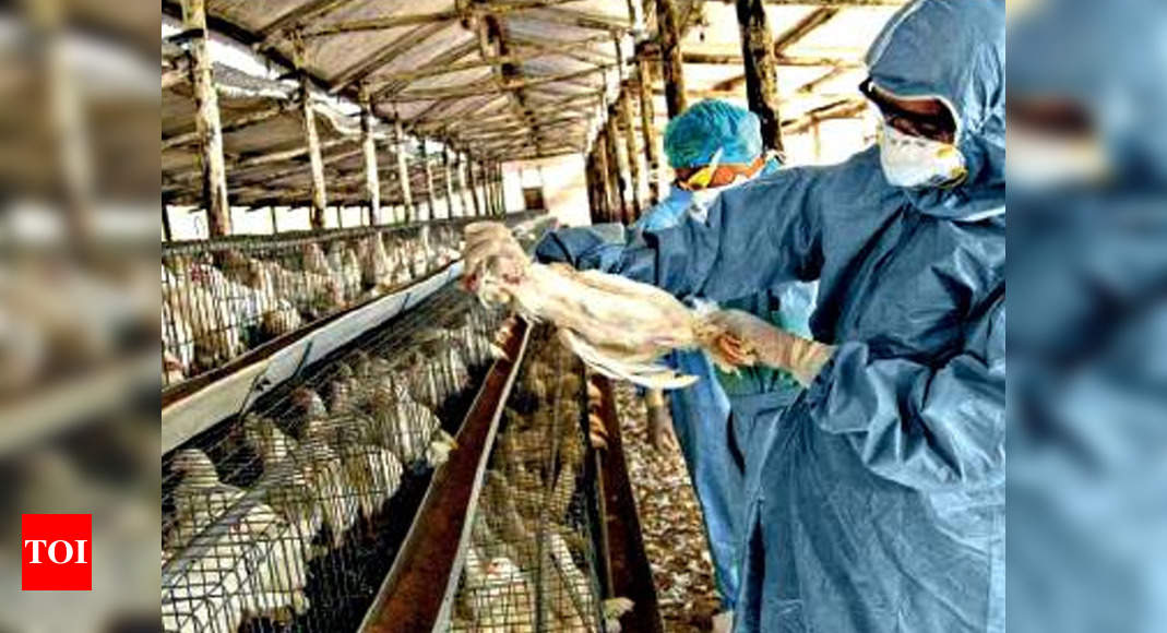 Bird flu in India Don’t panic, bird flu is common in winter Govt