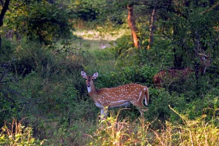 List of easily accessible wildlife sanctuaries near Delhi | Times of ...