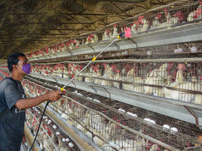 Bird flu: Centre asks states not to ban supply of poultry from other states