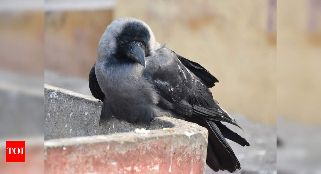 Now, bird flu confirmed in two crows found dead in Kanpur zoo | Kanpur ...