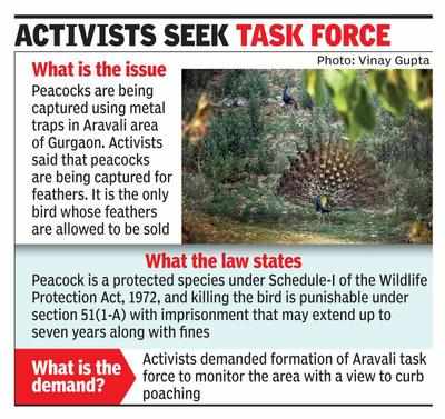 Peacocks poached for feathers, greens want patrolling beefed up | Gurgaon  News - Times of India