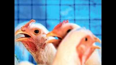 First bird deaths in Pune district after avian flu outbreak