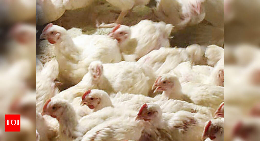 Bird Flu in Telangana: Around 400 birds die at Telangana's Dichpally