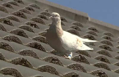 Australia to kill pigeon that crossed Pacific from Oregon