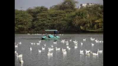 Delhi: Duck which escaped mass culling at Sanjay lake falls sick