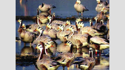 Uttar Pradesh: Number, species of water birds decline in Mainpuri sanctuary