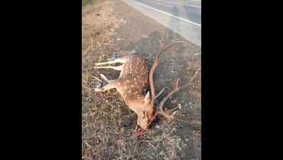 No mitigation steps in Bor corridor, deer dies in road hit