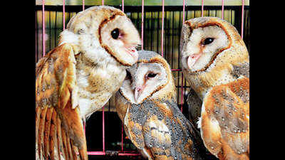 No bird flu signs found in dead owls in Lucknow