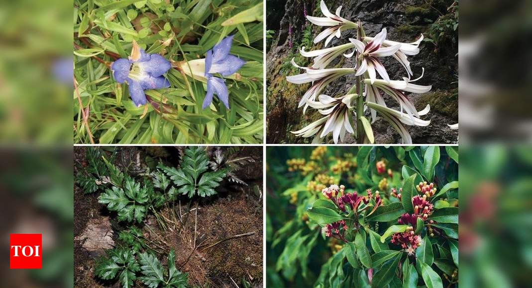 112 medicinal plants in Himalayas 'threatened', but conservation plans in  place for just 5 | India News - Times of India