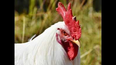 Goa: Chicken rates down by Rs 10/kg on poor sales